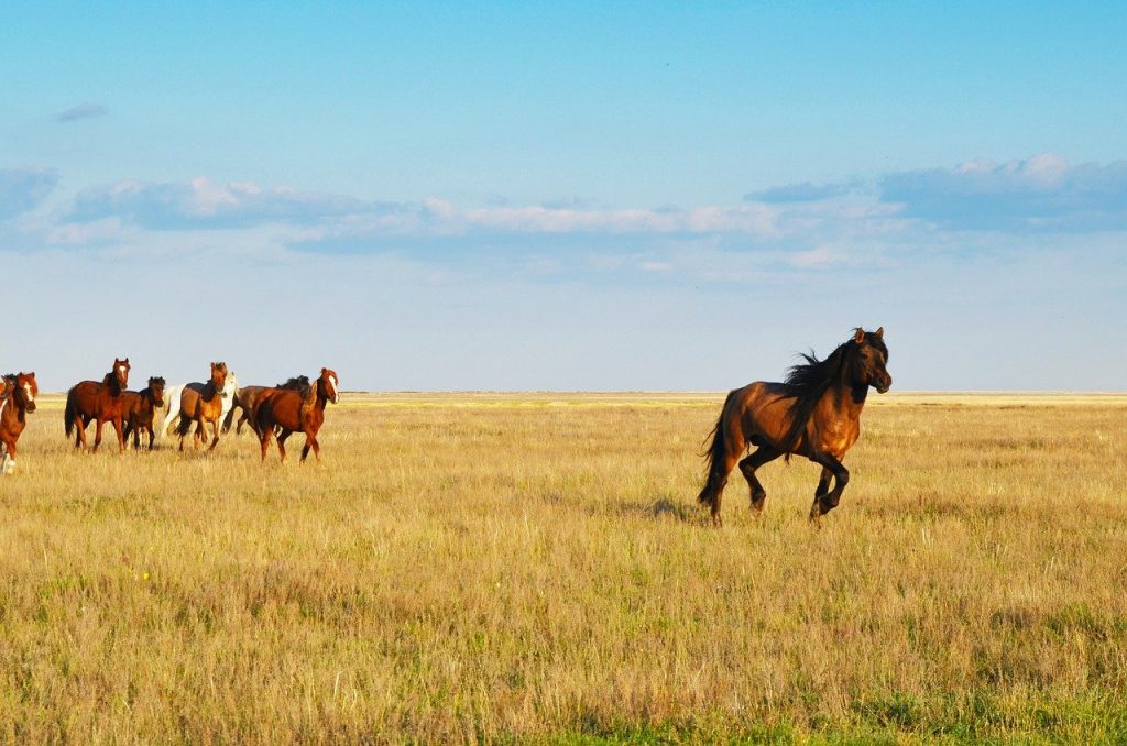 kazakhstan, horses