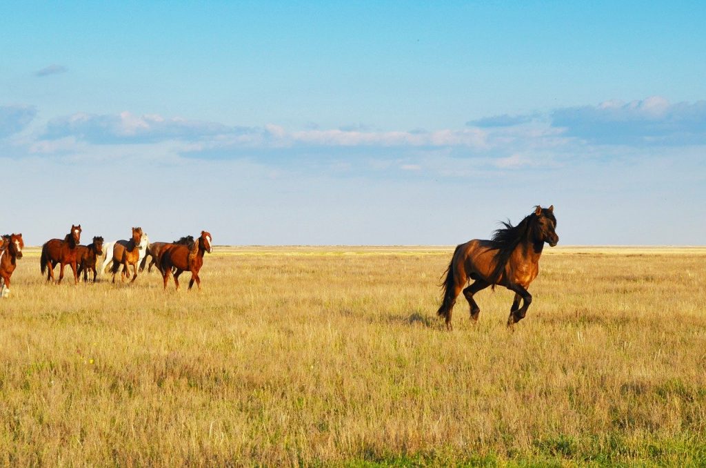 kazakistan, cavalli