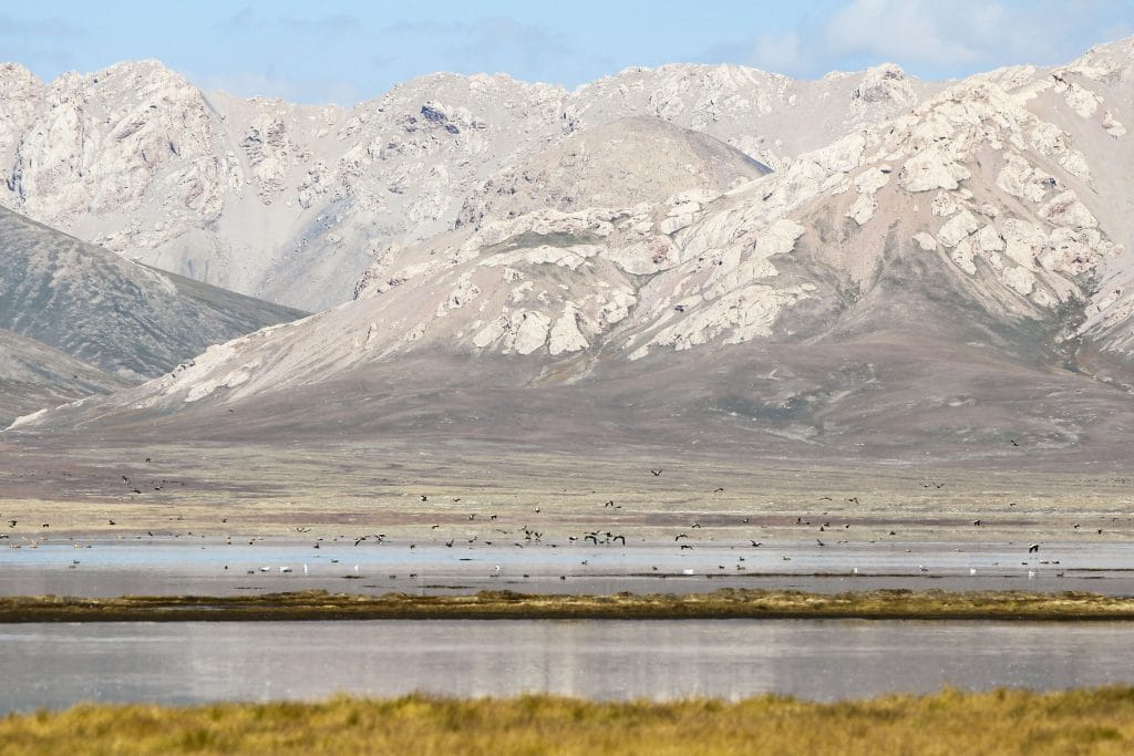 Birds in Chatyr Kul lake, Southern part of Kyrgyzstan, Tian Shan mountains