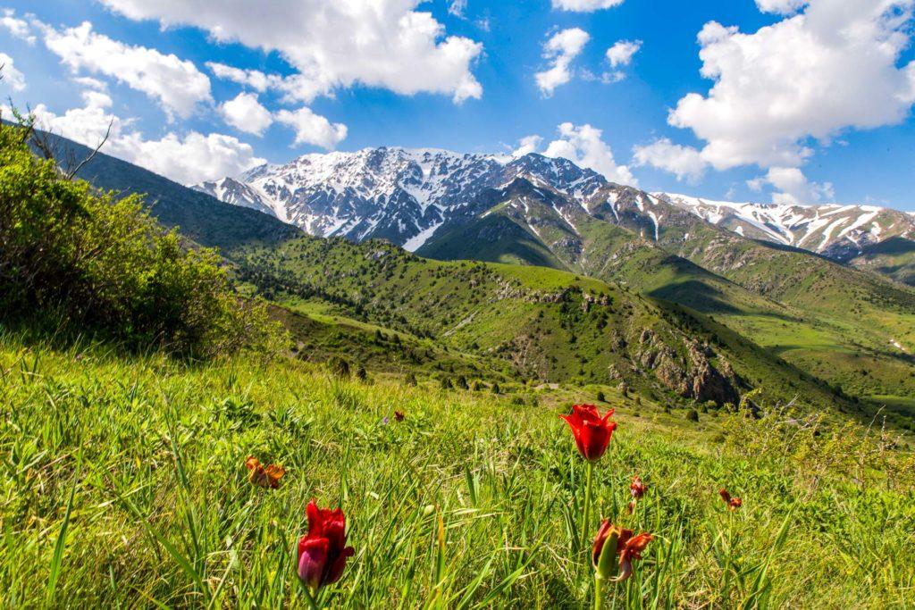 Tulipani rossi nella riserva naturale di Aksu-Zhabakly in Kazakistan