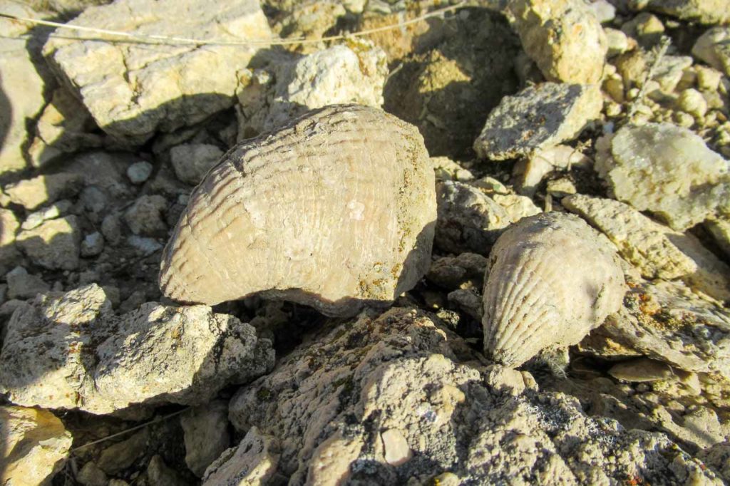 Fossil in Batken