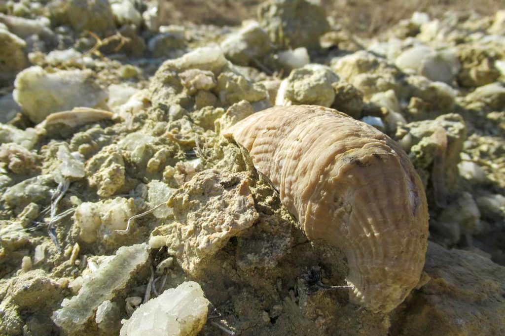 Petrified sea creature in Batken