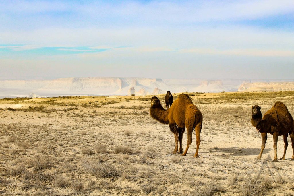 Camels walking in the desert of West Kazakhstan