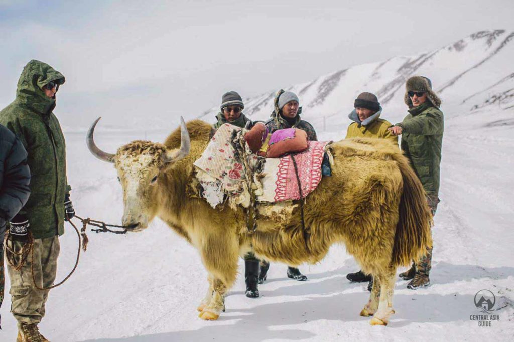 Yak trägt die Waren im Pamir