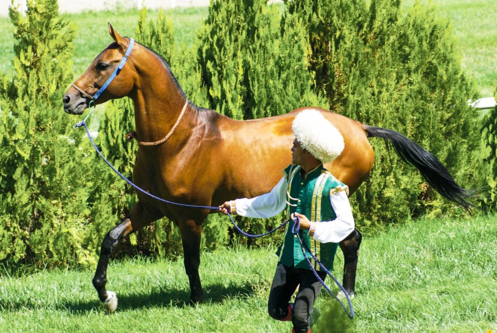 Ahalteke horse in Turkmenistan