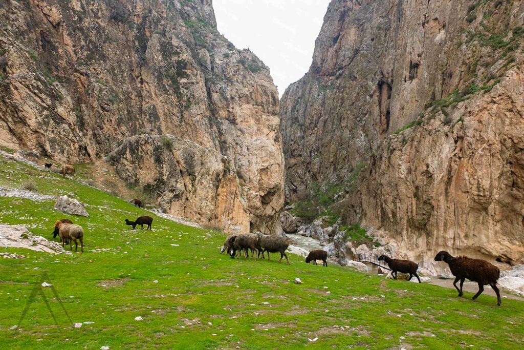 herd in dangi canyon