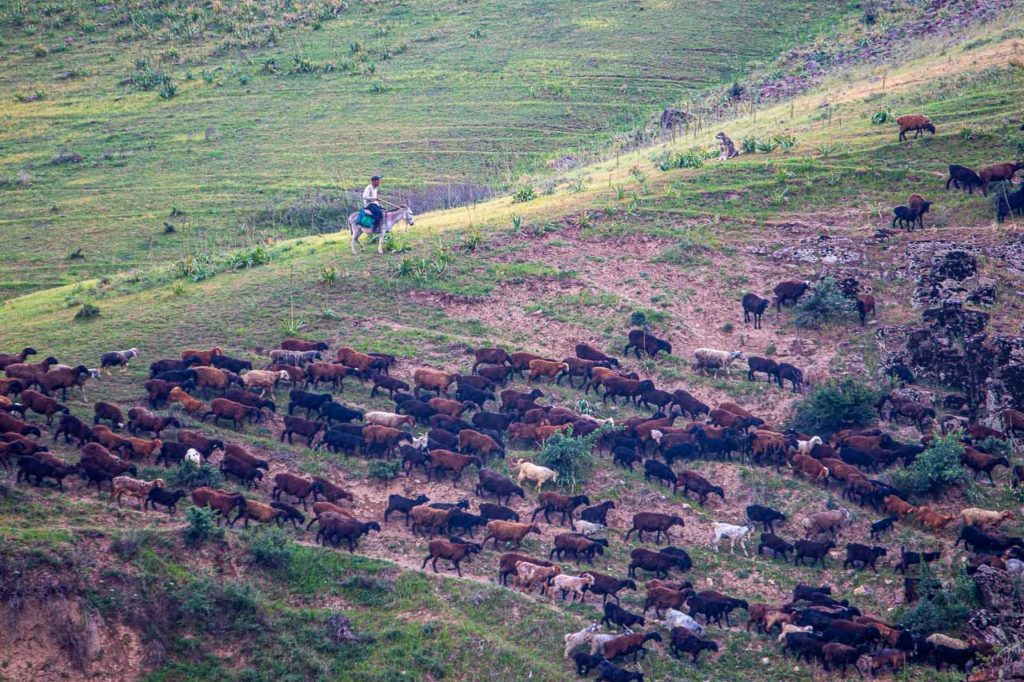 tavaksay sheep