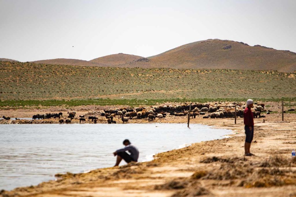 Sheep and locals by the beach of Aidarkul lake in Uzbekistan