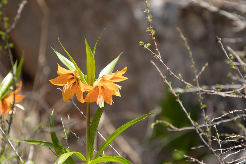 Aigul flower, endemic of Batken