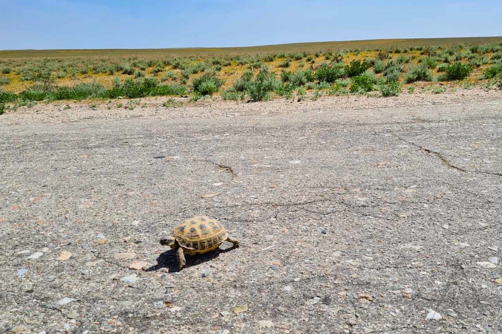 Tortoise in aidarkul