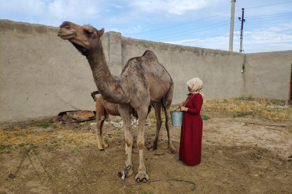 women milking camel