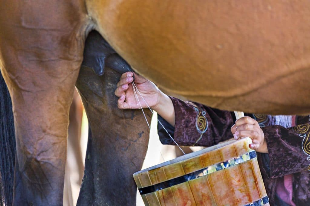 women milking mare