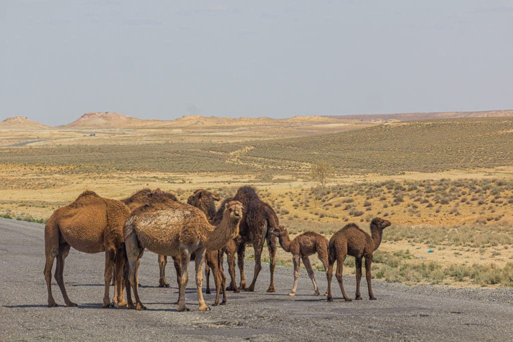 Camels in Karakum desert Turkmenistan