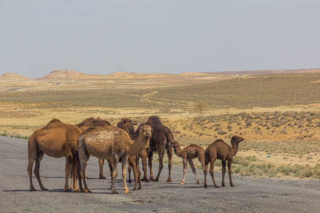 Cammelli nel deserto di Karakum, Turkmenistan