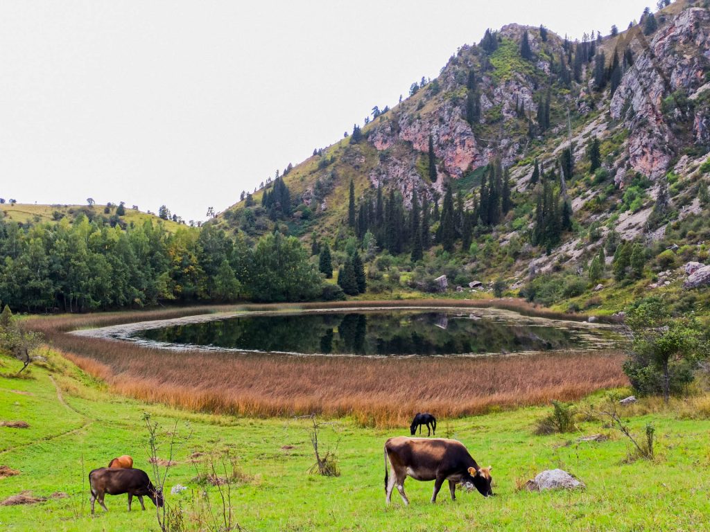 Cows at a small lake in Sary Chelek reserve
