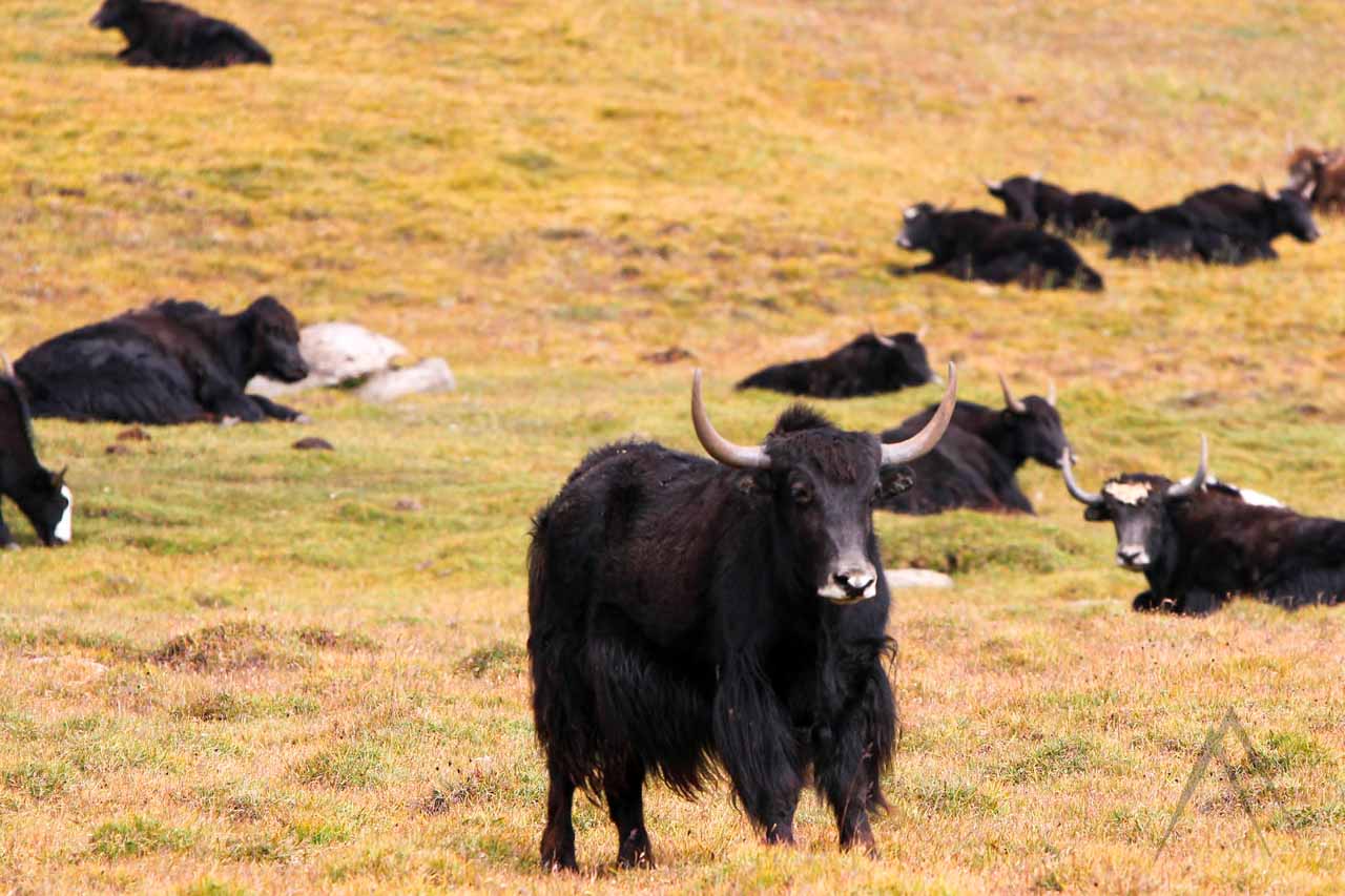 Yaks grazing in Chatyr Kul, Kyrgyzstan
