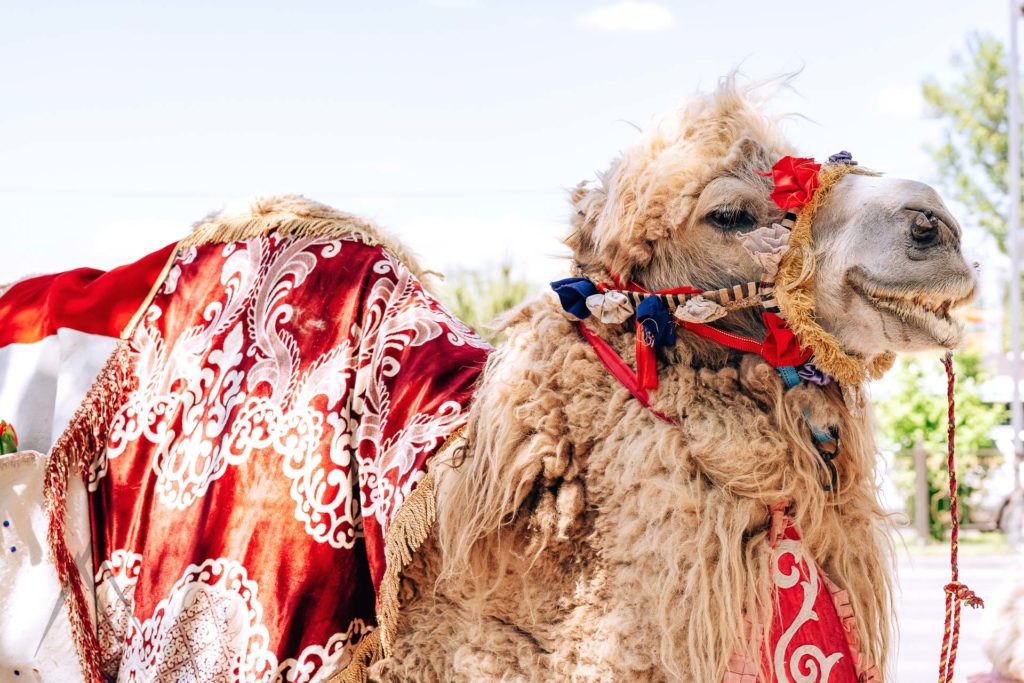 kazakh camel