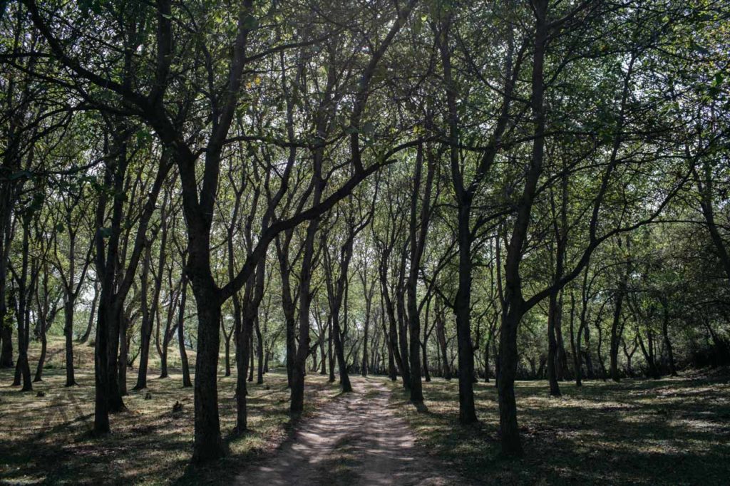 Arslanbob forest