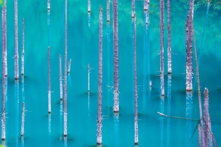 Sunken forest in Kaindy lake