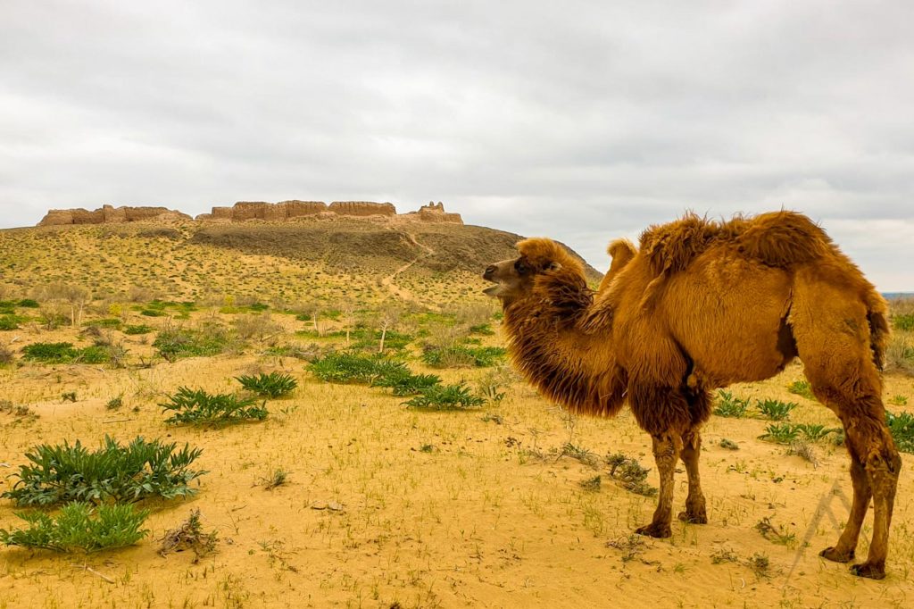 Ruins of Ayaz Kala fortress in Karakalpakstan, Kyzyl Kum desert, with a camel