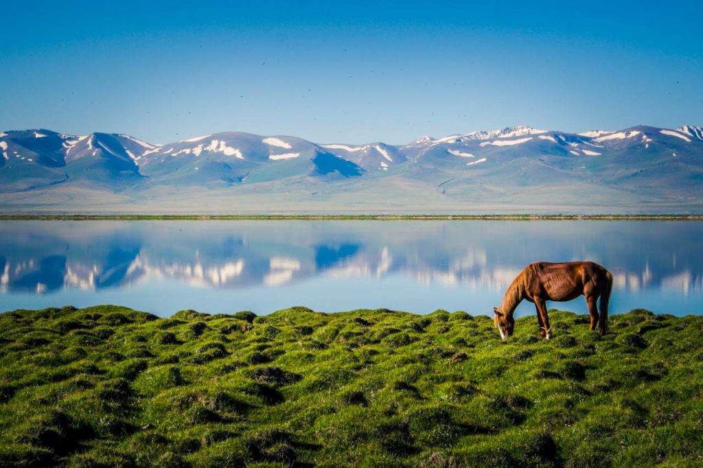 Horse mirrored from the surface of the Son Kul lake