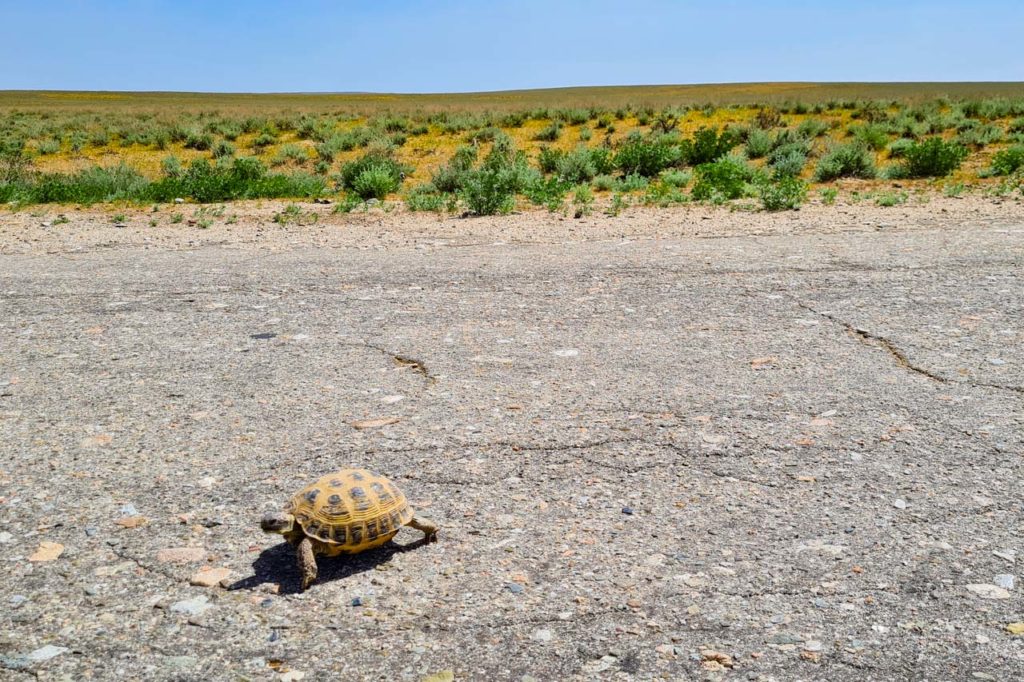 Tortoise in Uzbek Kyzyl Kum desert