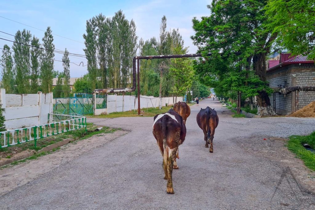 Cows walking in Uzbek village