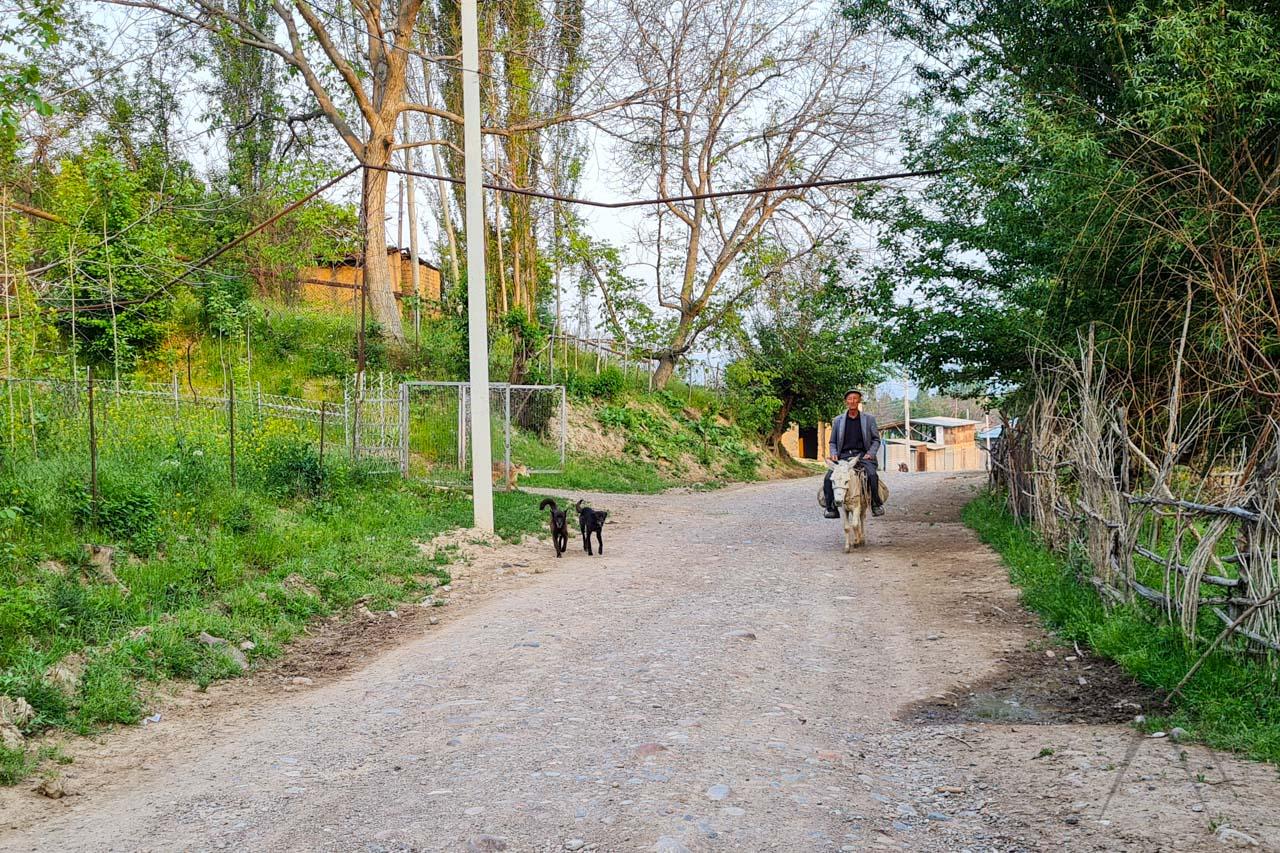 Uzbek Dogs Cosas que hacer en Uzbekistán - Central Asia Guide