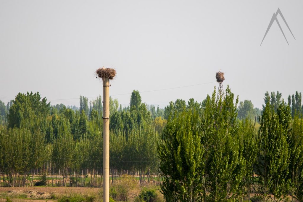 Stork nests in Uzbekistan Fergana valley