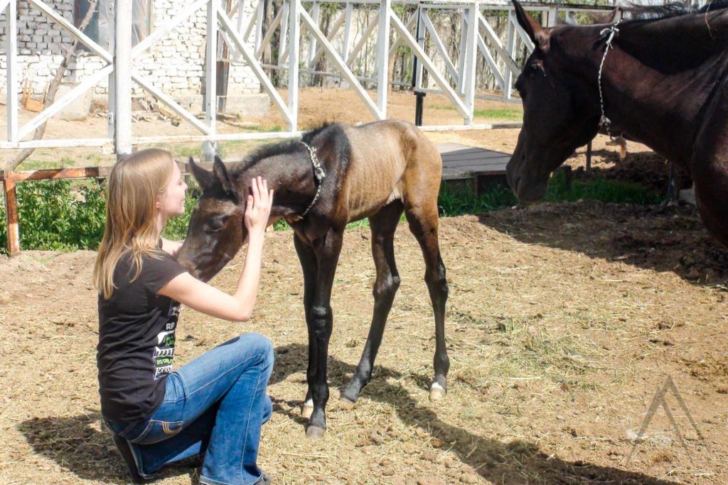 baby ahal teke horse breed in Turkmenistan