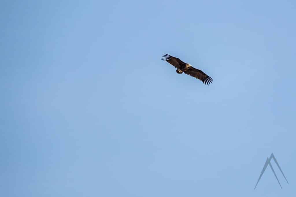 Vulture flying in Uzbekistan