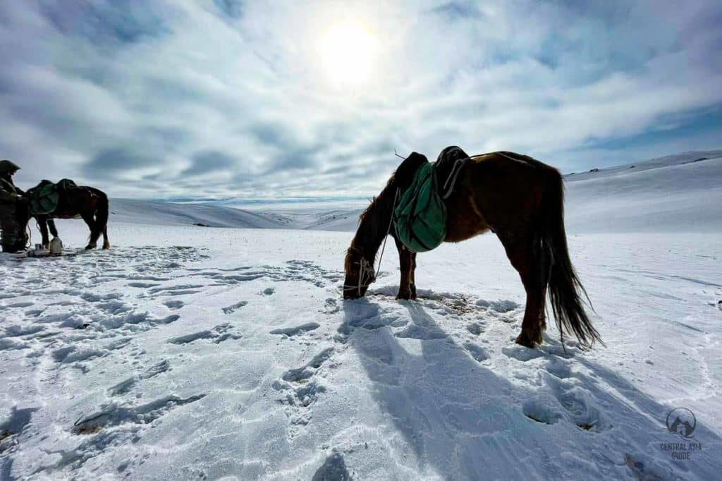 4 days Winter Horse riding tour to Son Kul