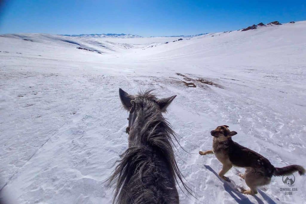 horse riding winter tour