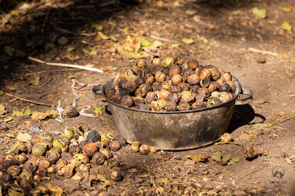 Arslanbob walnut harvesting season