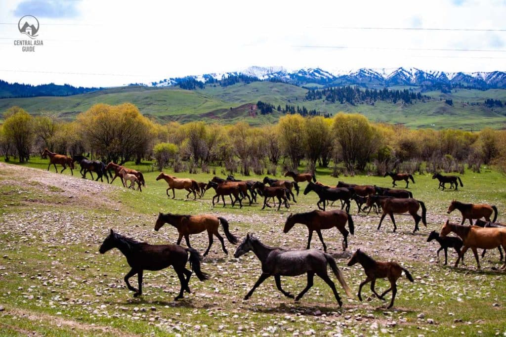 Tour to Kyrgyzstan and Uzbekistan