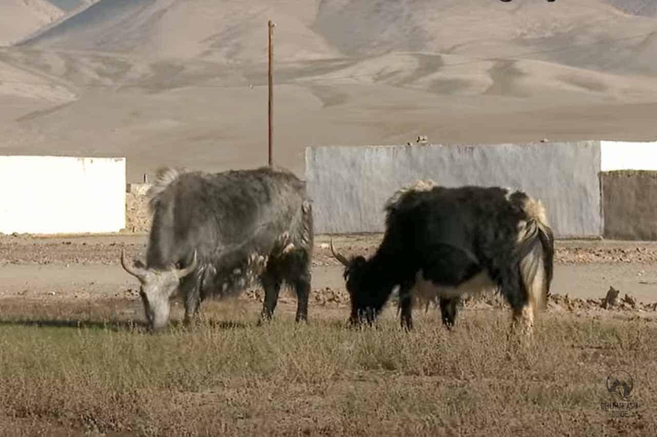 Alichur - Central Asia Guide