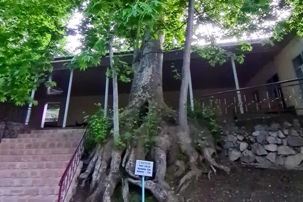 Chor Chinor Garden, old tree in Urgut