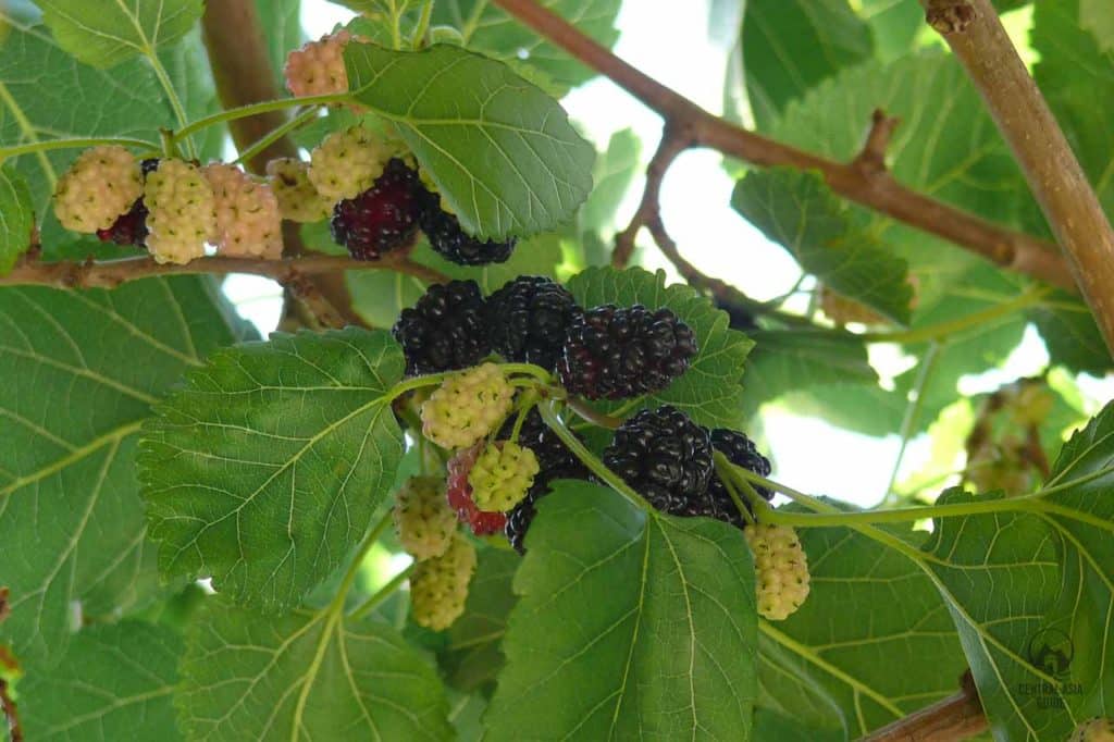 Mulberry tree for silk production