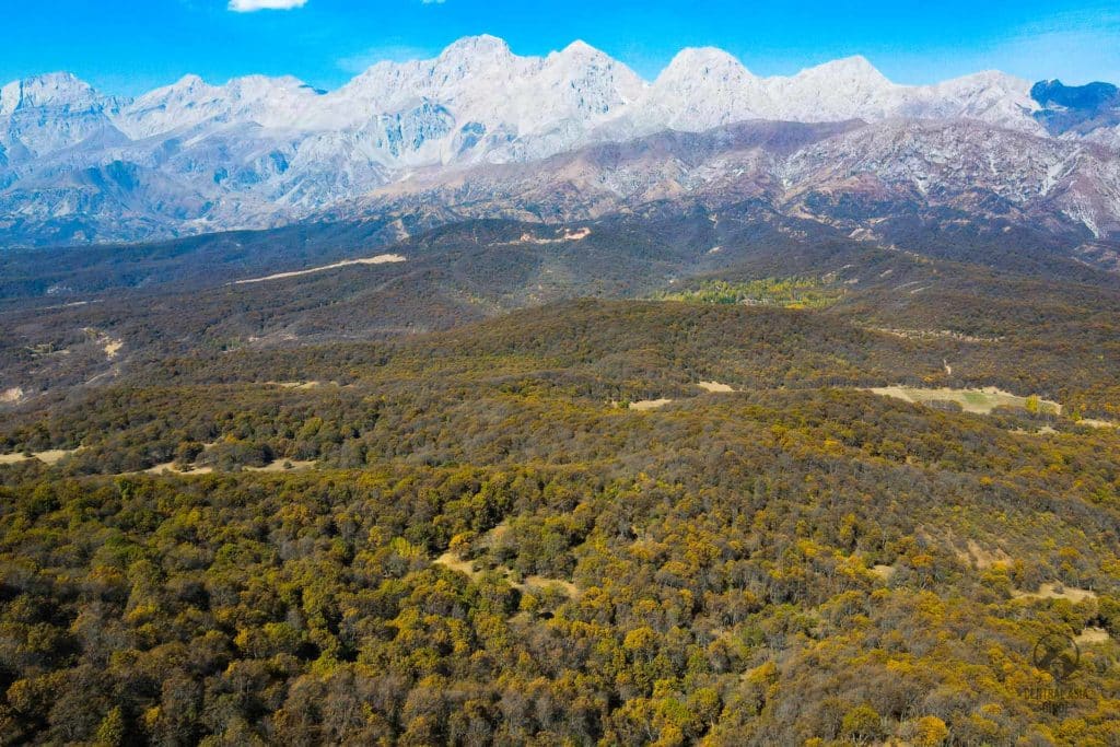 Arslanbob walnut forest