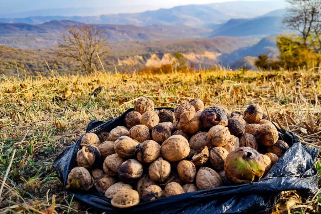 Walnuts gathered in Arslanbob