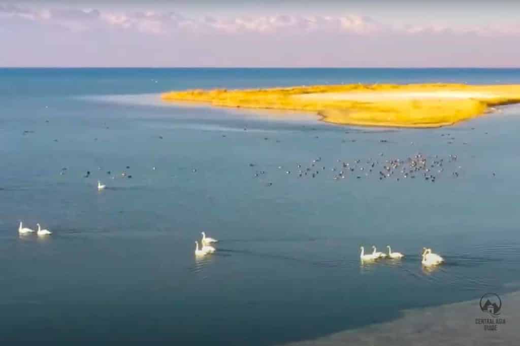 Ak Bulun peninsula bird watching in Issyk Kul, Kyrgyzstan