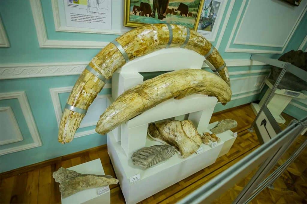 Tashkent geological museum