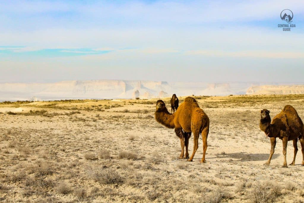 Bactrian camels in Mangustay, Western Kazakhstan