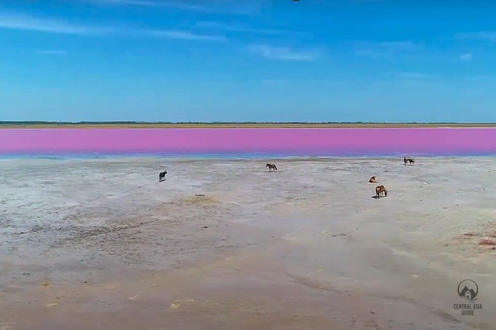 Pink lake near Astana