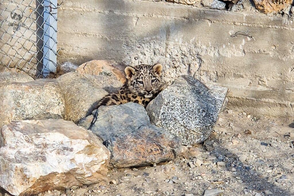 Cucciolo di leopardo delle nevi nel Pamir