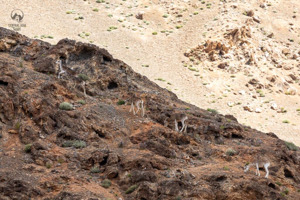 Bergziegen im Pamir