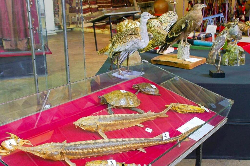 Fauna display in Balkanabat museum