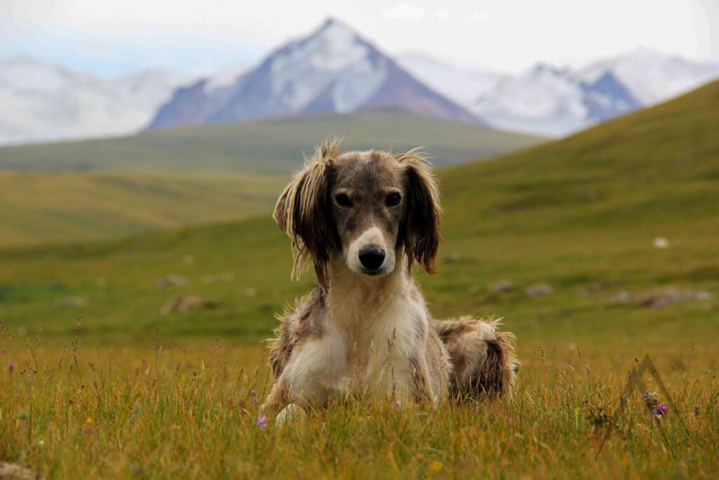 Kyrgyz dog breed is called Taigan.