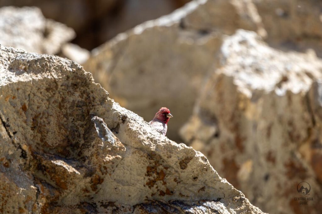 Bird with red head in Kel Suu, Kyrgyzstan