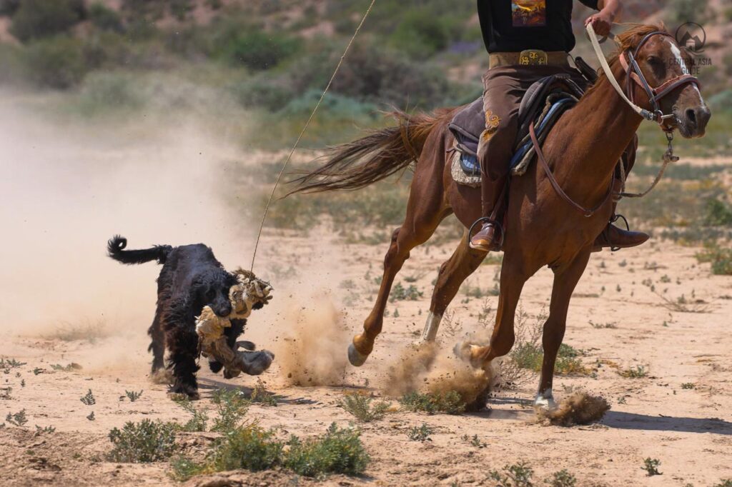 Kyrgyz hunting dog catching a practice prey pulled by a horse rider